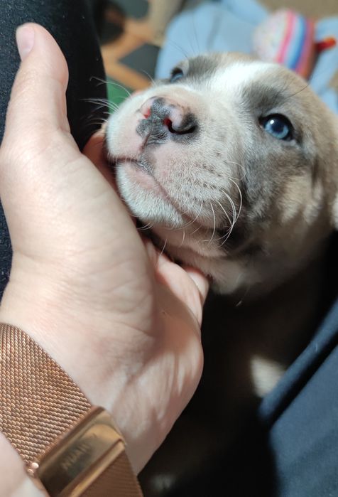 szczeniak w rasie Amstaff