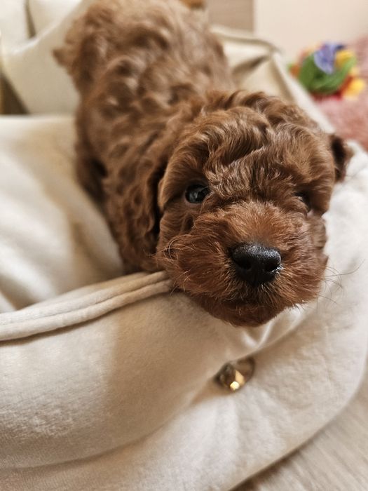 Samiec Pudel Toy/Miniatura