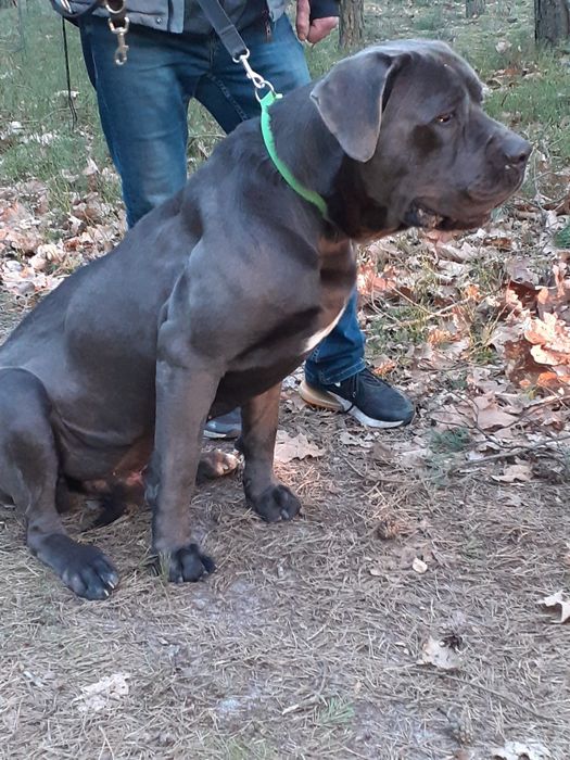 Reproduktor Cane Corso Italiano błękitny  krycie