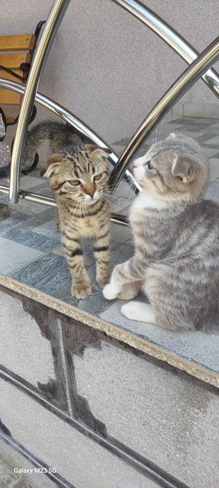 Шотландські кошенята , тигровий колір