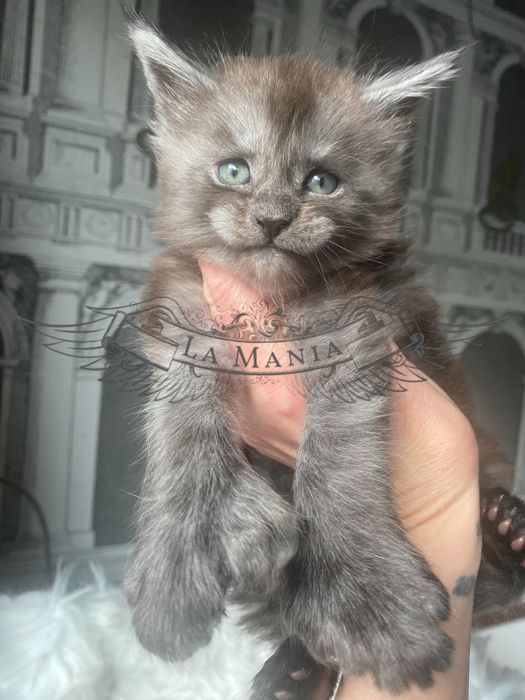 Zarezerwowany Unikat kocurek polydactyl