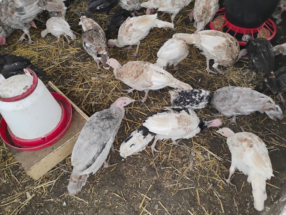 Indyki młode mix kolorów