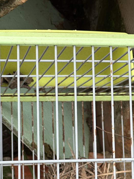 Rabbit Cage64730170905730123