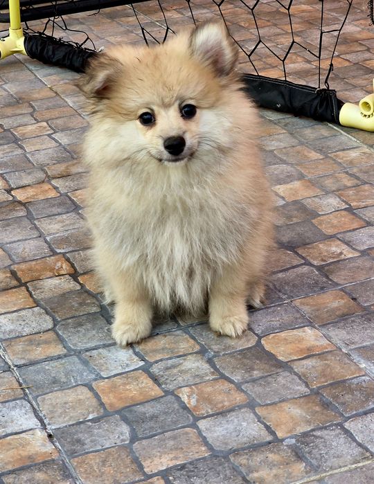 Spitz Alemão Macho