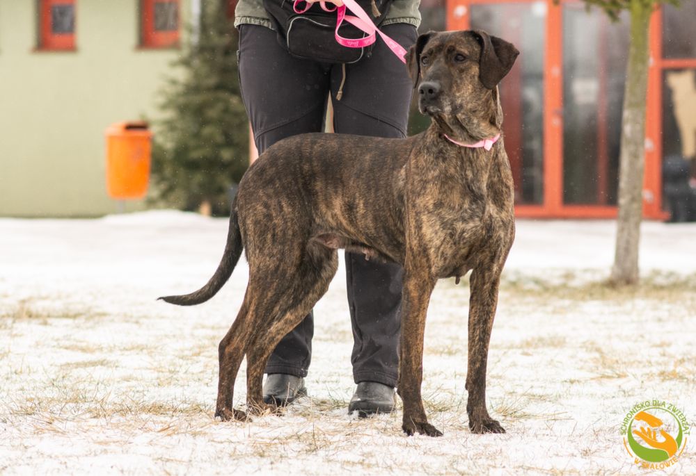 Dora piękna sunia do adopcji