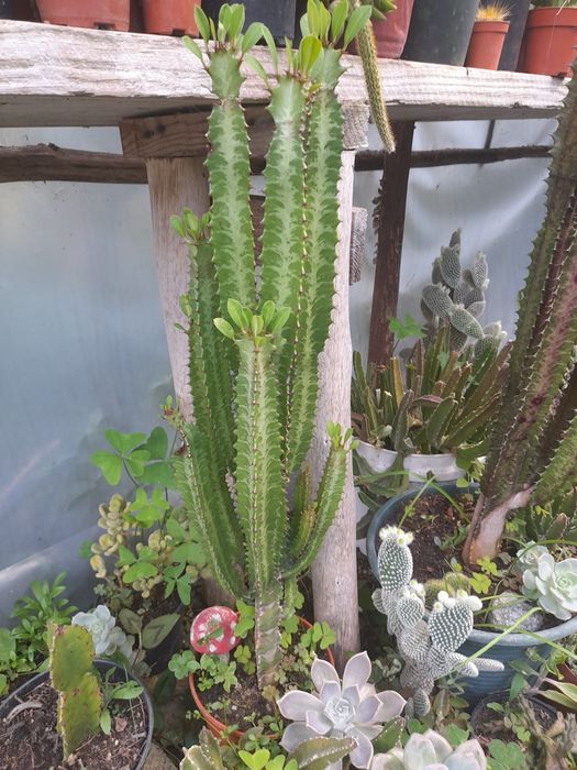 Catos e suculentas