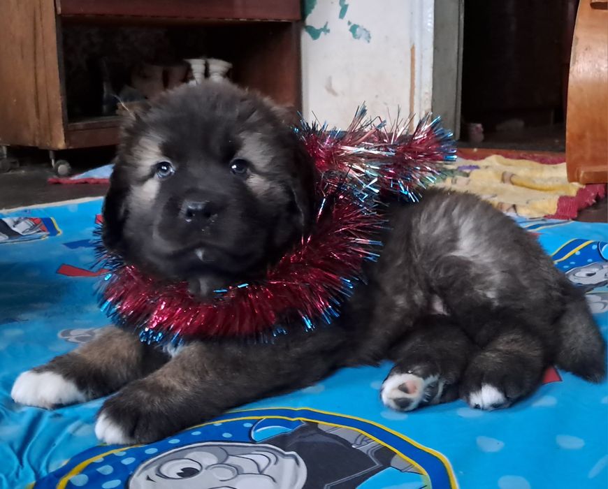 Цуценята кавказької вівчарки