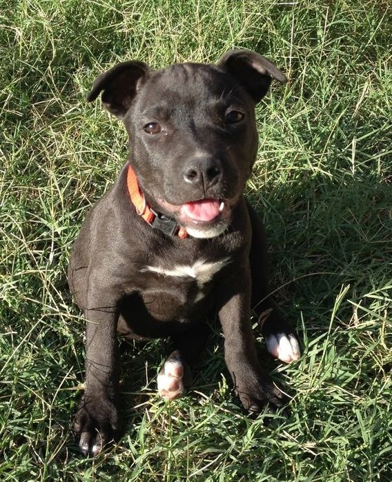 Терміново хлопчики Амстафа