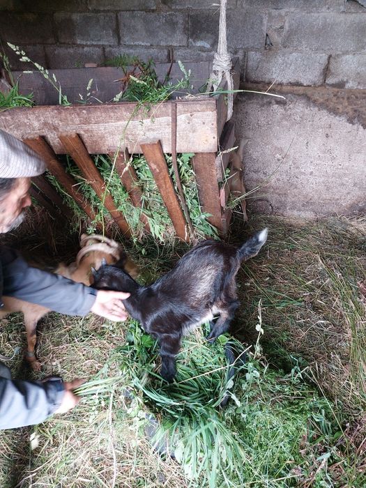 Vende se cabrito