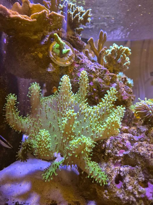 Lobopython green szczepki 5cm