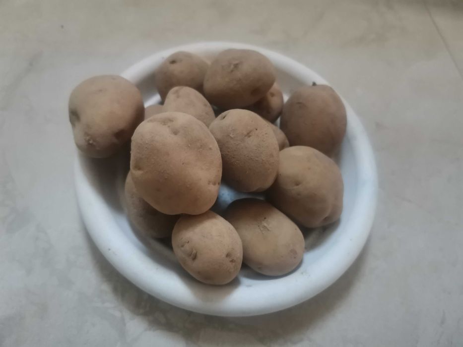 Ziemniaki Tajfun sadzeniaki & Tajfuny &