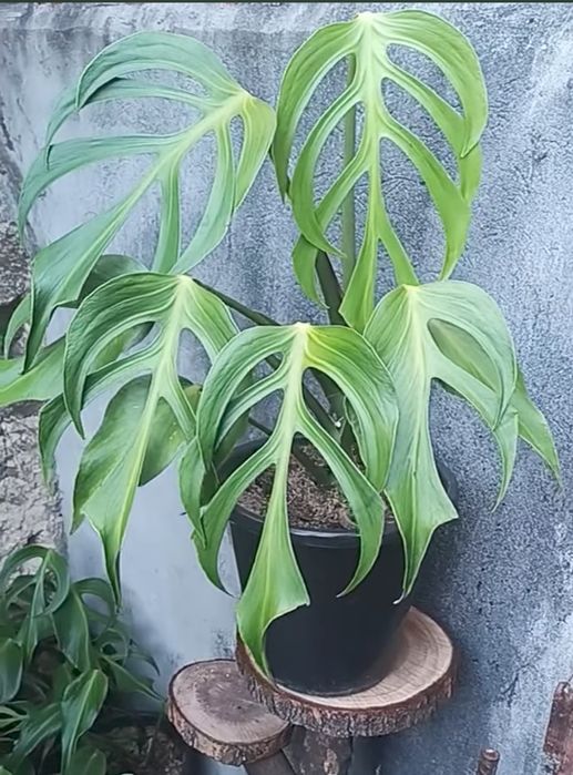 monstero burla Max Акція