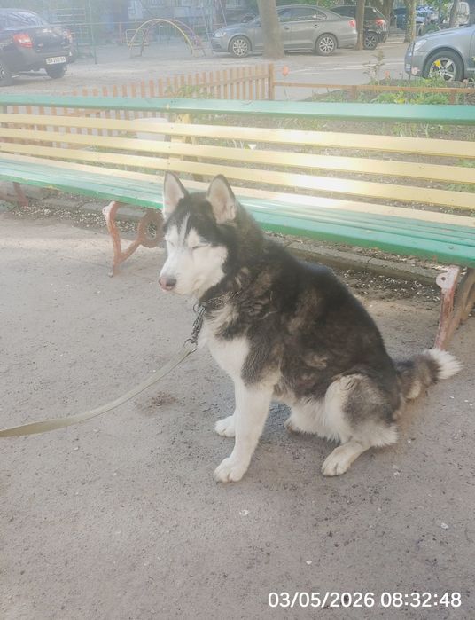 Кобель породы Хаски