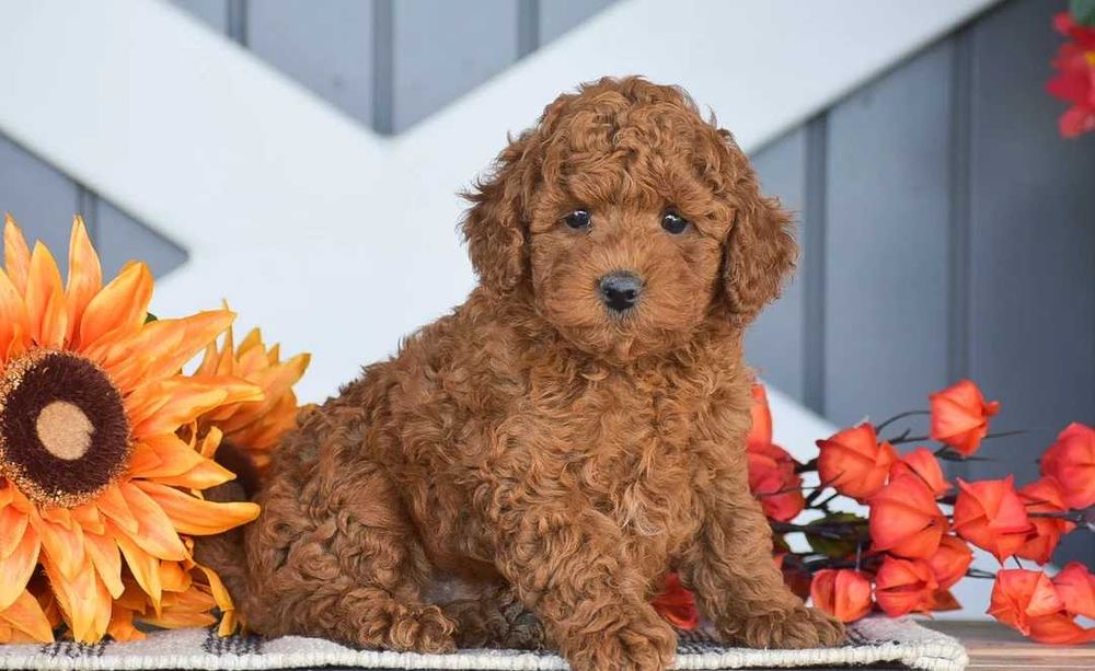 Poodle red disponivel