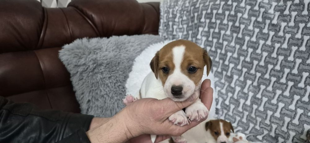 Jack russell Terrier suczka z rodowodem