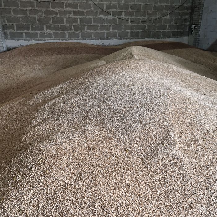 Pszenica I pszenżyto ilości ok 30 ton