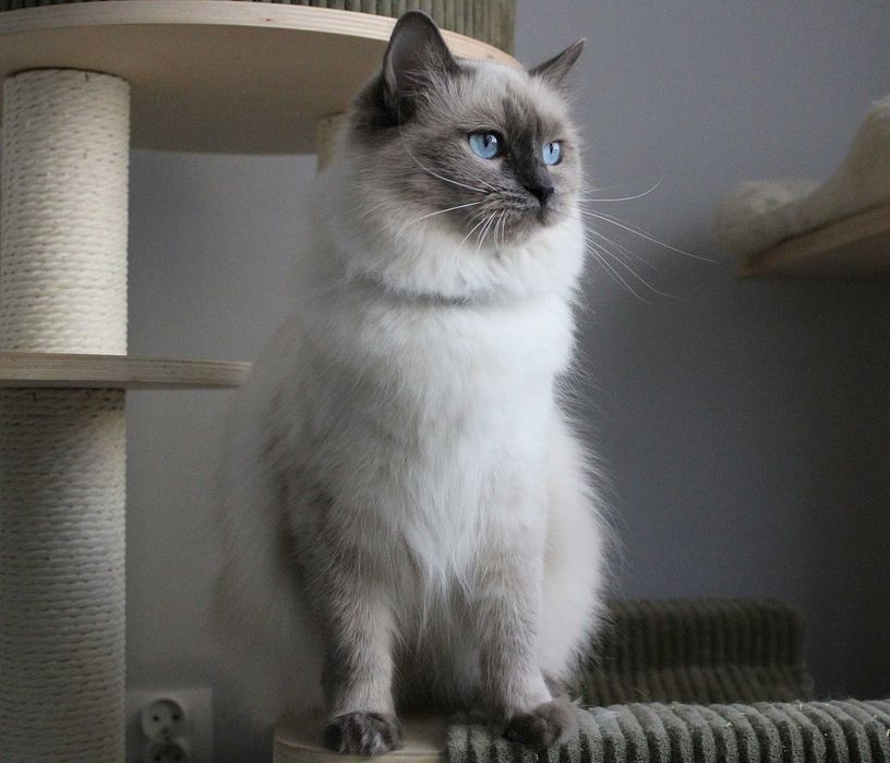 Kotka ragdoll dorosła FPL