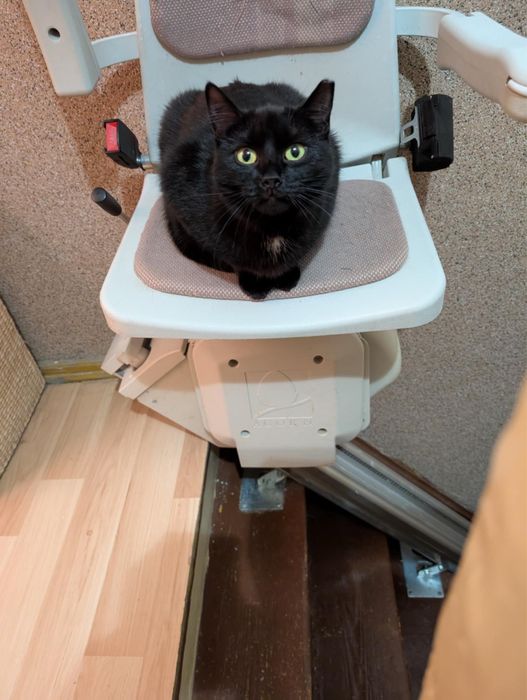 SZCZERBATKA szuka domu