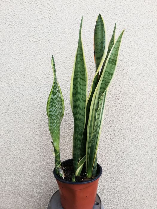 Planta espadas são jorge