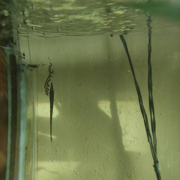 Стурисома панамская ,фарловелла обыкновенная.Гуппи,анциструсы,цихлиды