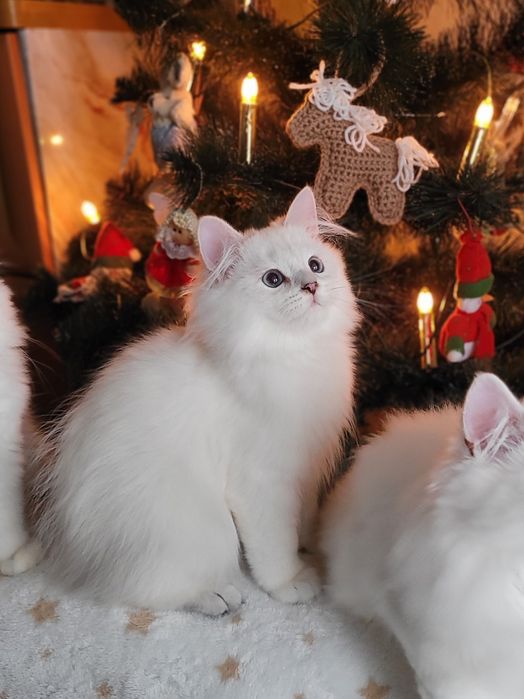 Британський хлопчик срібляста шиншила поінт