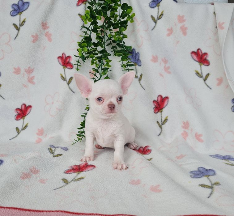 Excelente mini menino Chihuahua/Chiuaua de Qualidade, Linhagem Russa