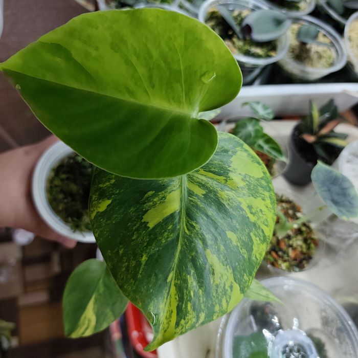 Monstera deliciosa Variegata Aurea