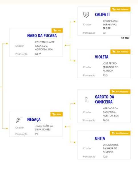 Poldra lusitana pura muito típica