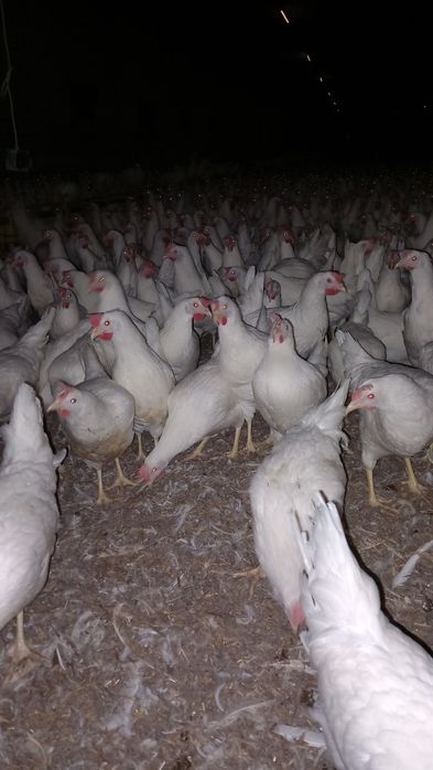 Leghorn Najlepsze Nioski 24 tygodnie!