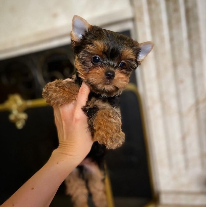 Девочка Йорки от нашего Проф.Питомника