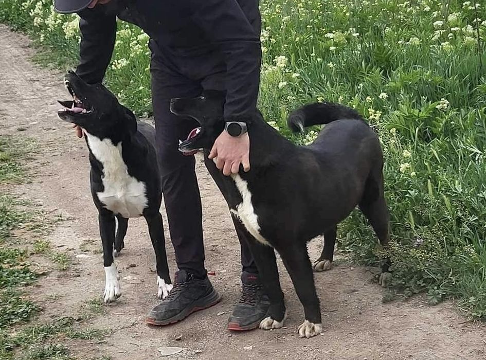 STEFAN-4 letni wesoły, przyjazny, pocieszny.