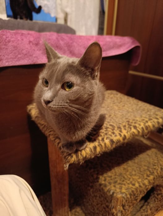 Кіт. Киця. Кошеня.