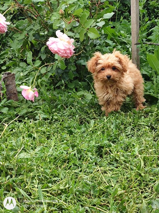 Мікро хлопчик Мальтіпу!