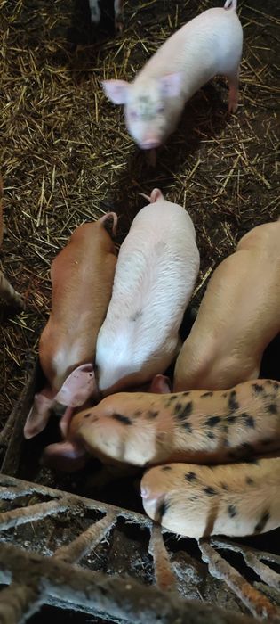 Продам поросята ландрас із пєтреном