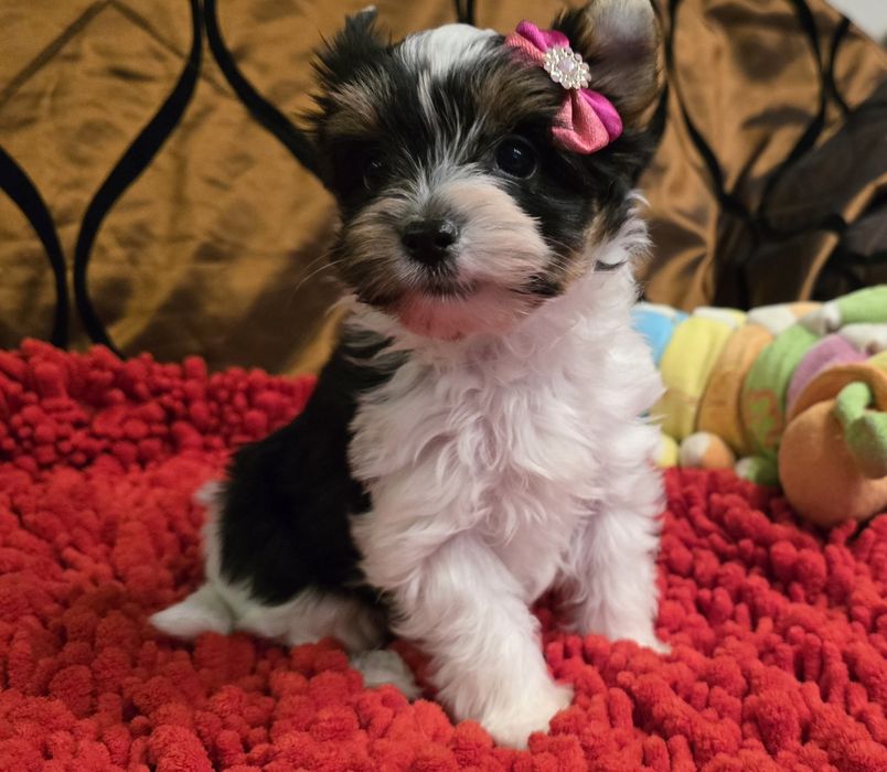 York biewer - Suzi z rodowodem !