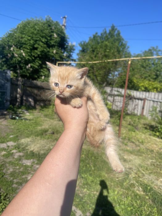 кошенята в добрі руки