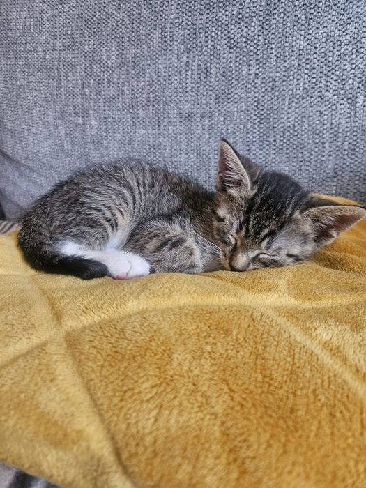Mały Dyzio do adopcji