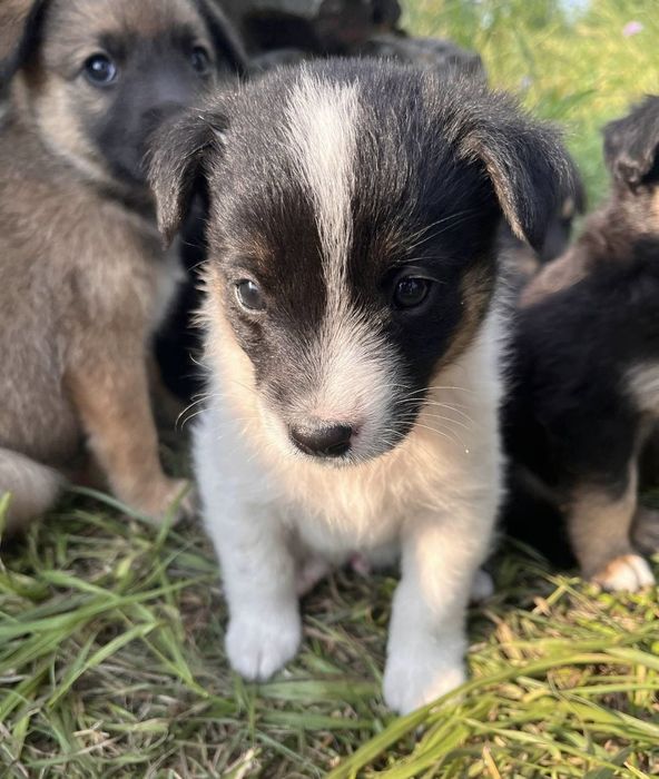 Маленьким хлопчикам потрібен дім