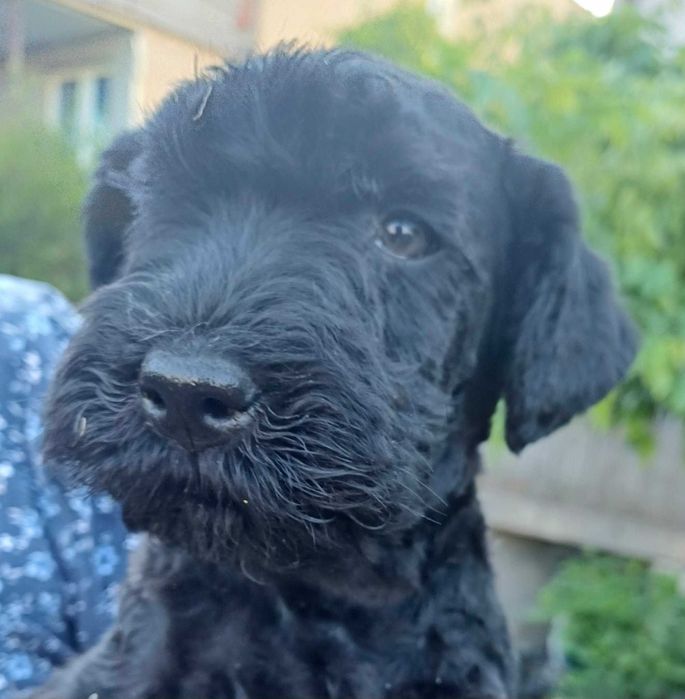Kerry blue terrier