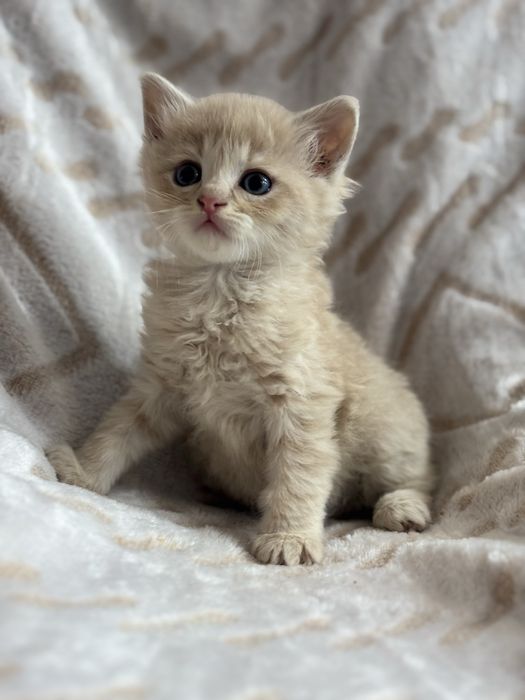 Шикарний хлопчик котик