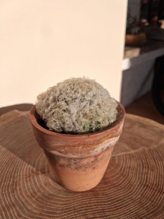 Mammillaria plumosa.