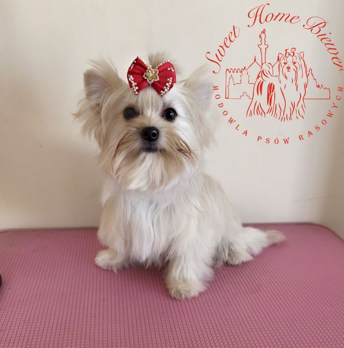 York, Golddust Yorkshire Terrier