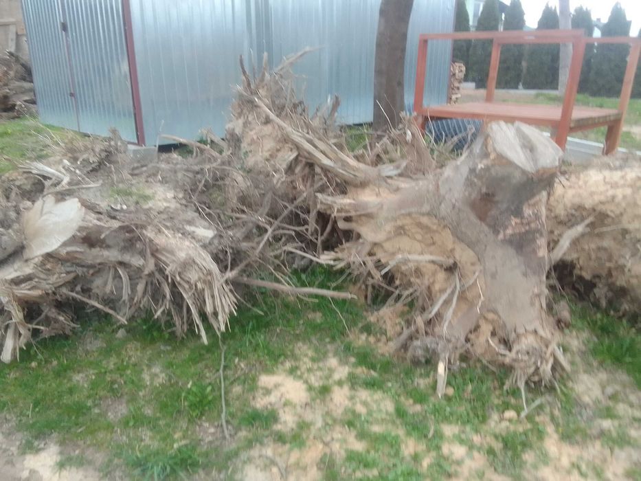 Oddam korzenie za darmo