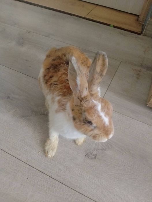 Odam za darmo dwa kròliki