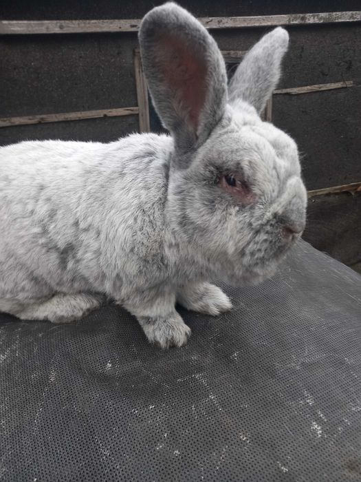Króliki rasy WJS