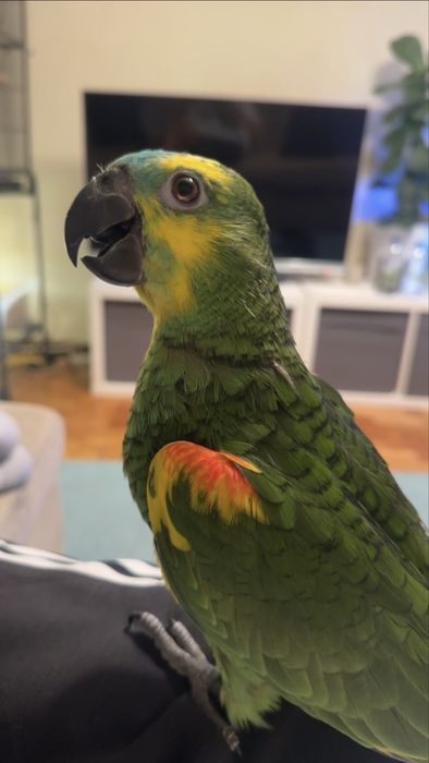 Papagaio amazonas aestiva macho com 4 meses