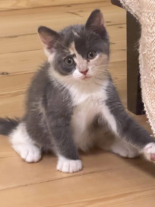 Чудові котенята в добрі руки!