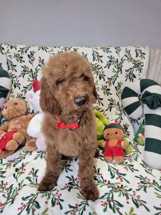 Goldendoodle f1b standard