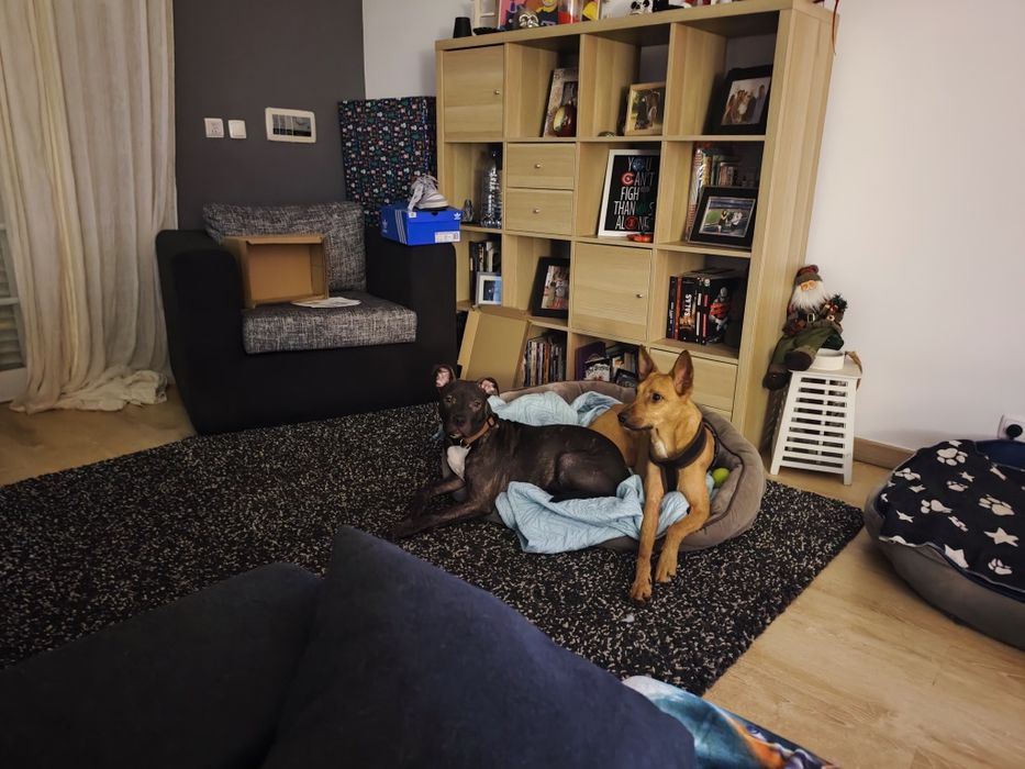 Dog Sitting / Ferias Caes