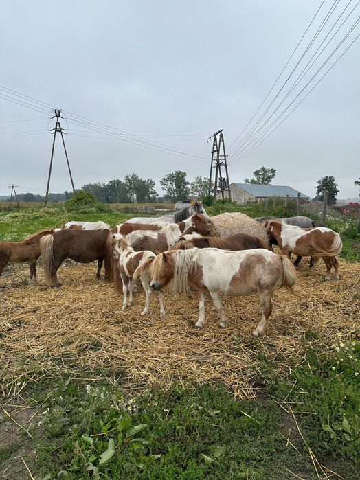 Parka kucy 50% Walijski Klaczka i Ogierek   odsadki z 2025 roku .